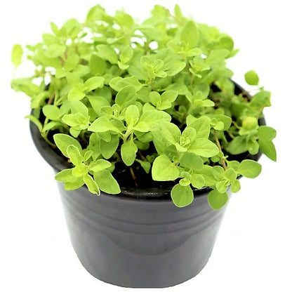 Oregano Herb, Origanum Vulgare