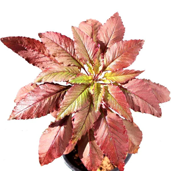 Red Amaranth, Amaranthus Cruentus