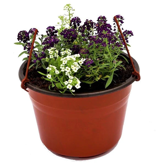 Alyssum, Alisons (small)