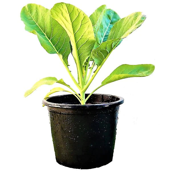 Cauliflower Vegetable Plant