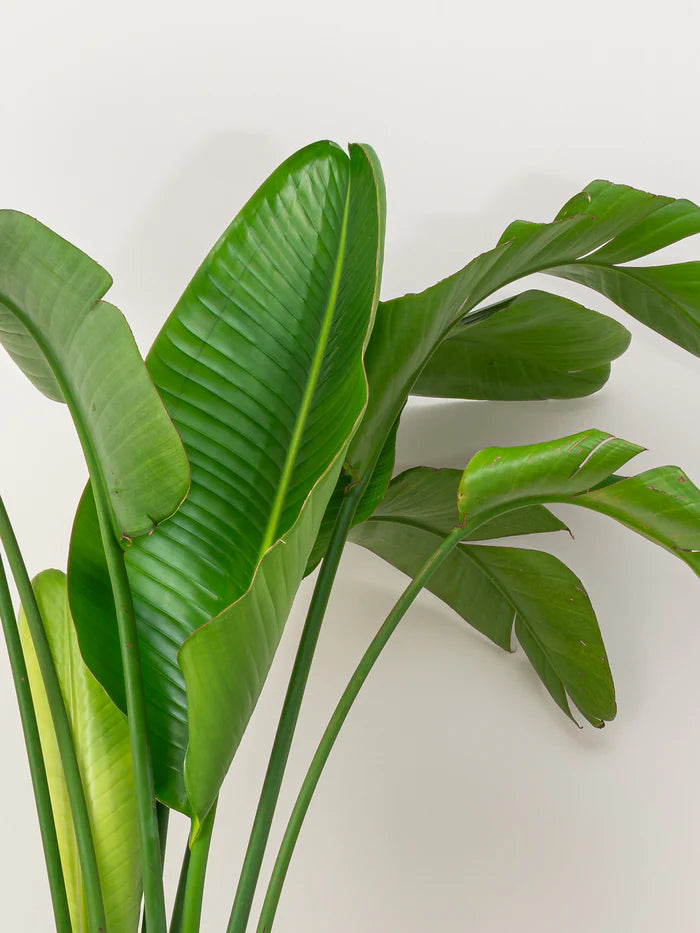 Bird of Paradise, Strelitzia Nicolai