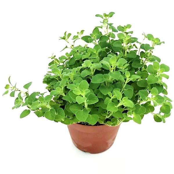 Oregano Herb, Origanum Vulgare