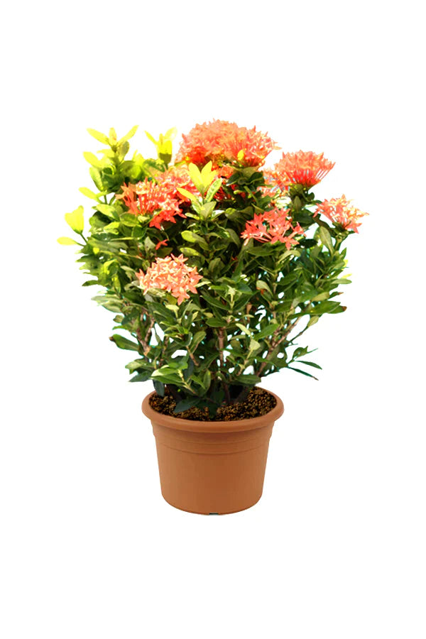 Ixora Different colours