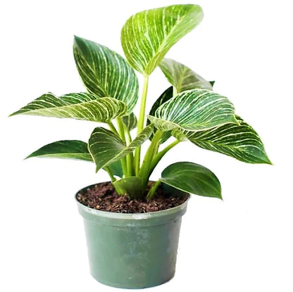 Philodendron Birkin