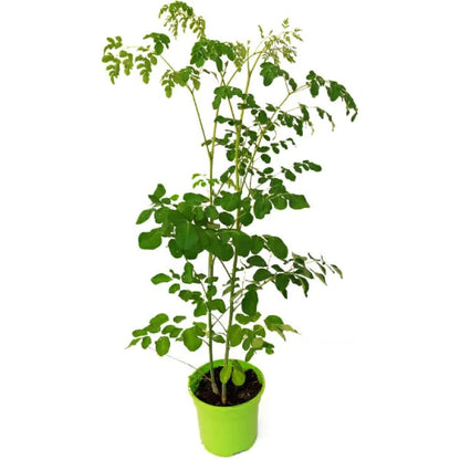 Moringa Oleifera, Drum Stick