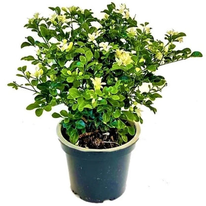 Murraya paniculata, Orange, Thai Jasmine