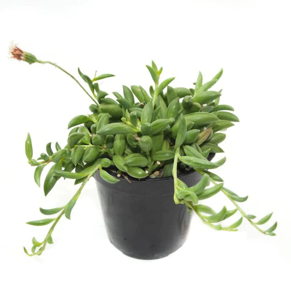 String of Bananas, Senecio Radicans