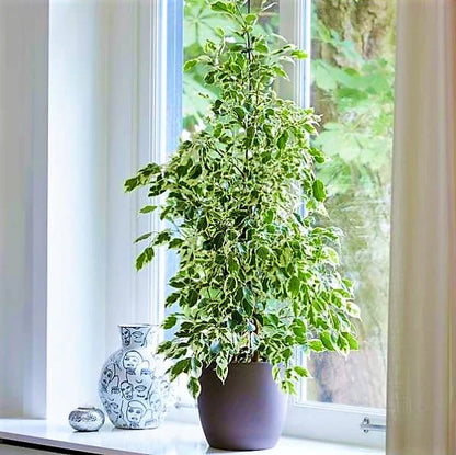 Ficus benjamina variegata, Variegated Weeping Fig