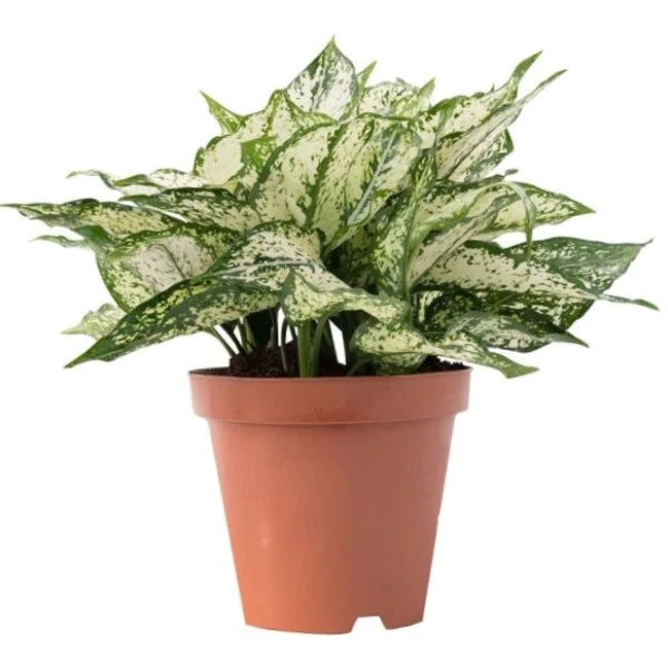 Aglaonema Spring Snow