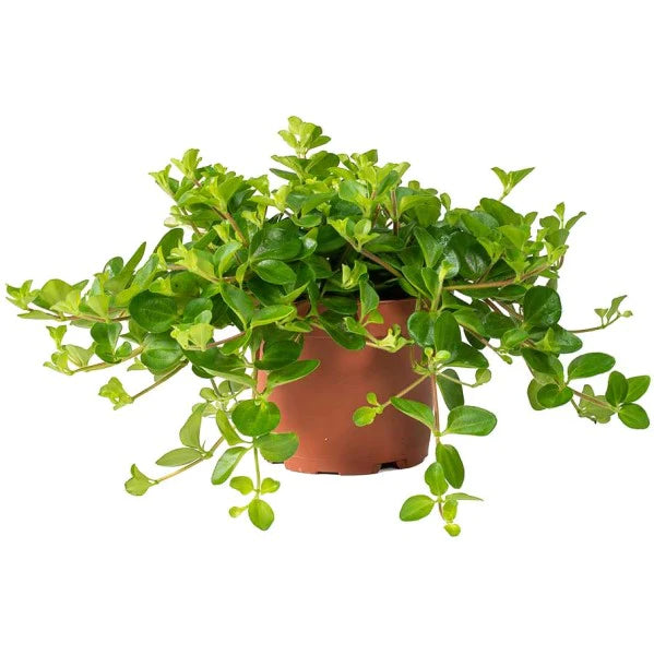 Peperomia Rotundifolia, Hope, Trailing Jade Plant