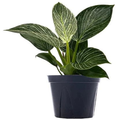 Philodendron Birkin