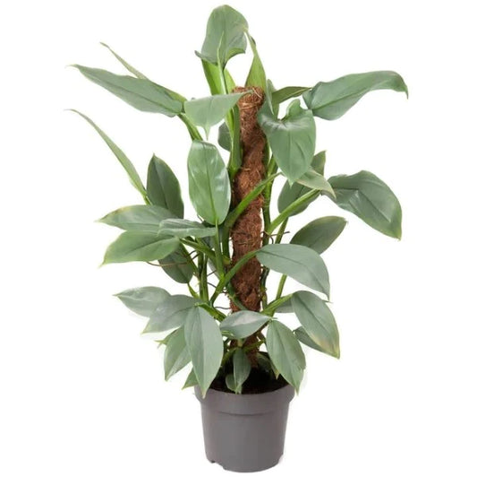 Philodendron Silver Queen