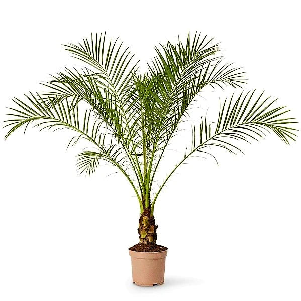 Phoenix Roebelenii, Miniature Date Palm, Dwarf Pygmy Date palm