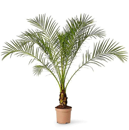 Phoenix Roebelenii, Miniature Date Palm, Dwarf Pygmy Date palm