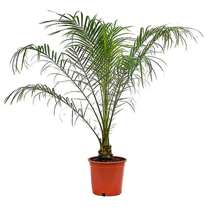 Phoenix Roebelenii, Miniature Date Palm, Dwarf Pygmy Date palm