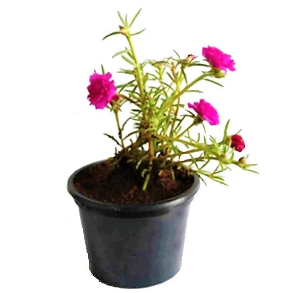 Rose Moss, Portulaca Grandiflora