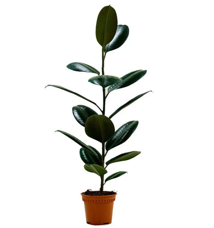 Ficus elastic Abidjan, Rubber Plant