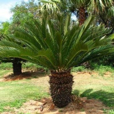 Cycas Revoluta, Sago Palm, outdoor