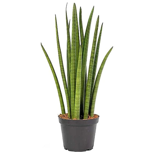 Sansevieria Cylindrica Skyline, Sansevieria Desertii