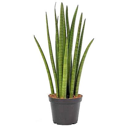 Sansevieria Cylindrica Skyline, Sansevieria Desertii