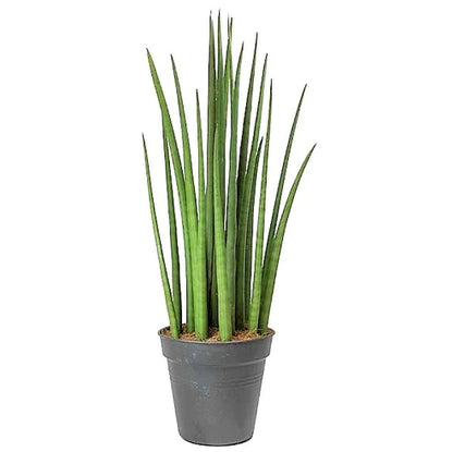 Sansevieria Cylindrica Skyline, Sansevieria Desertii