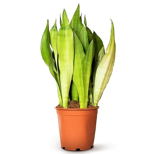 Snake Plant MoonShine, Sansevieria trifasciata