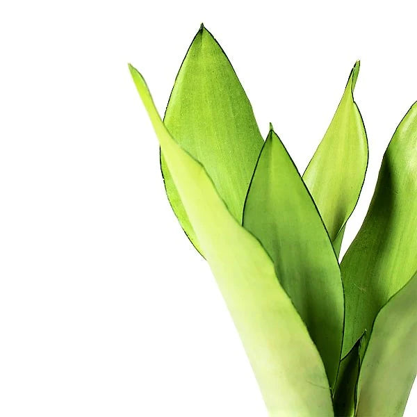 Snake Plant MoonShine, Sansevieria trifasciata