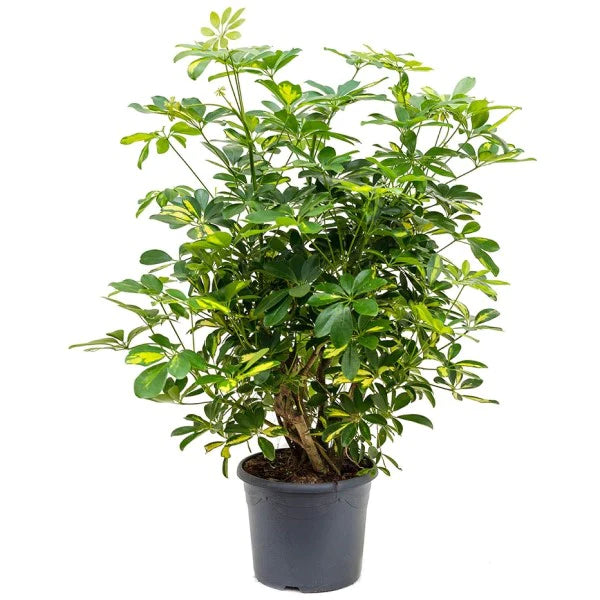 Schefflera Arboricola, Gold Capella, Dwarf Umbrella Tree