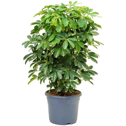 Schefflera Arboricola, Dwarf Umbrella Tree