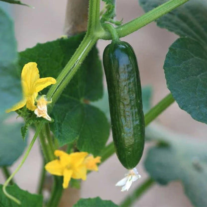 Cucumber Plant