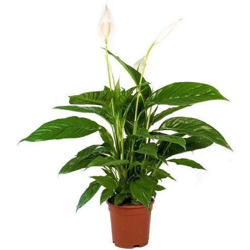 Peace Lily, Spathiphyllum