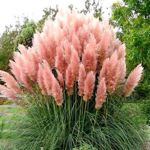 Cortaderia Selloana, Pampas Grass