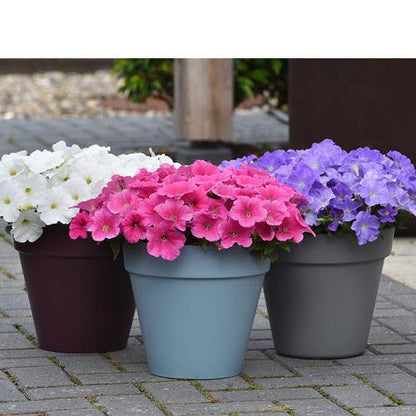 Petunia, Petunias (small)