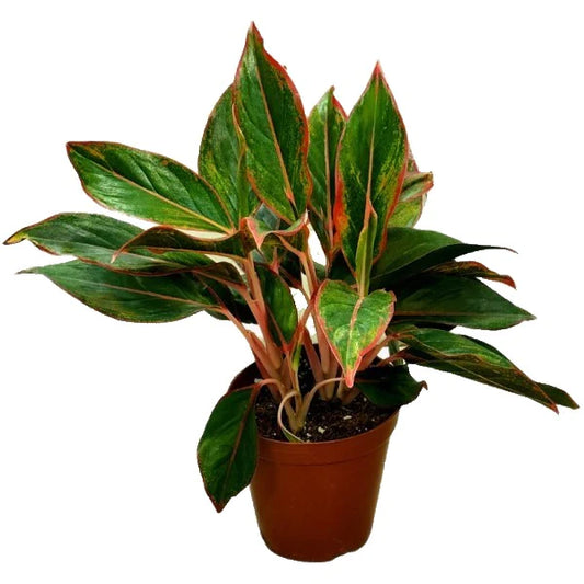 Aglaonema King of Siam