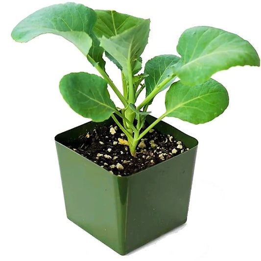 Cauliflower Vegetable Plant