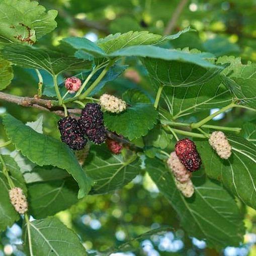 Mulberry Tree, Morus Alba