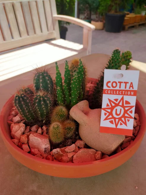 Cactus Outdoor