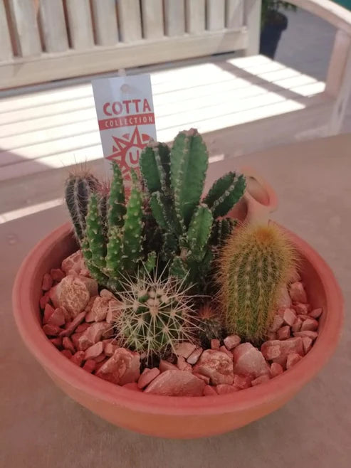 Cactus Outdoor