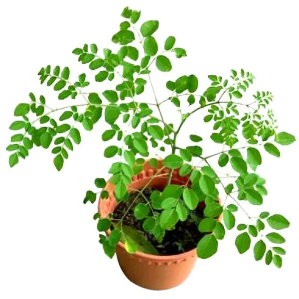 Moringa Oleifera, Drum Stick