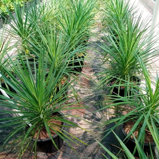 Yucca Elephantipes, Spineless Yucca, Giant Yucca