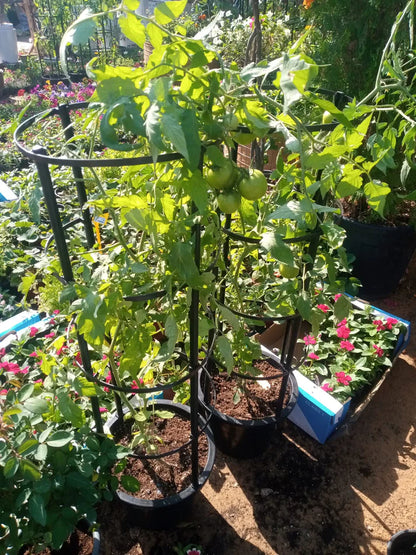 Tomato Plant