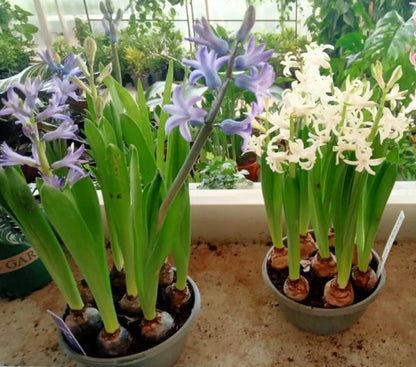 Hyacinth Bulb Fragrance