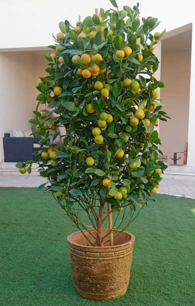 Citrus Microcarpa, Calamansi Citrus