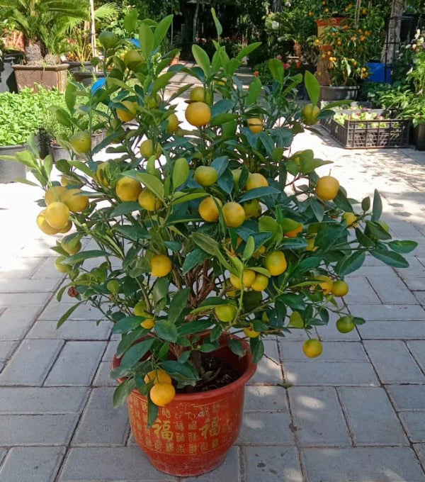 Citrus Microcarpa, Calamansi Citrus