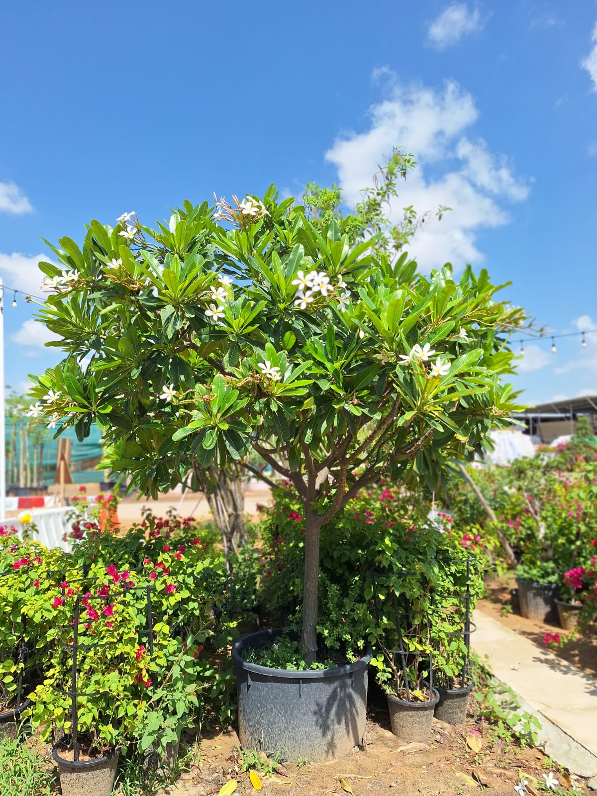 Plumeria obtusa “Frangipani, The Temple Tree or Champa”