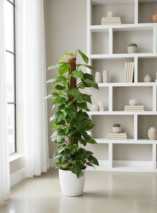 Money Plant