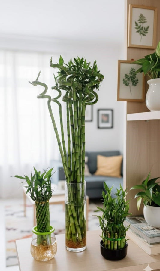 Lucky Bamboo Stick