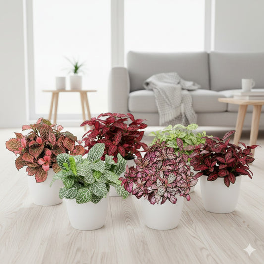 Fittonia