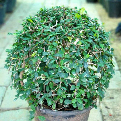 Ehretia microphylla, Fukien Tea Tree, Ball