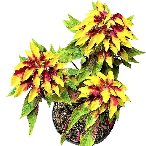 Amaranthus Tricolor